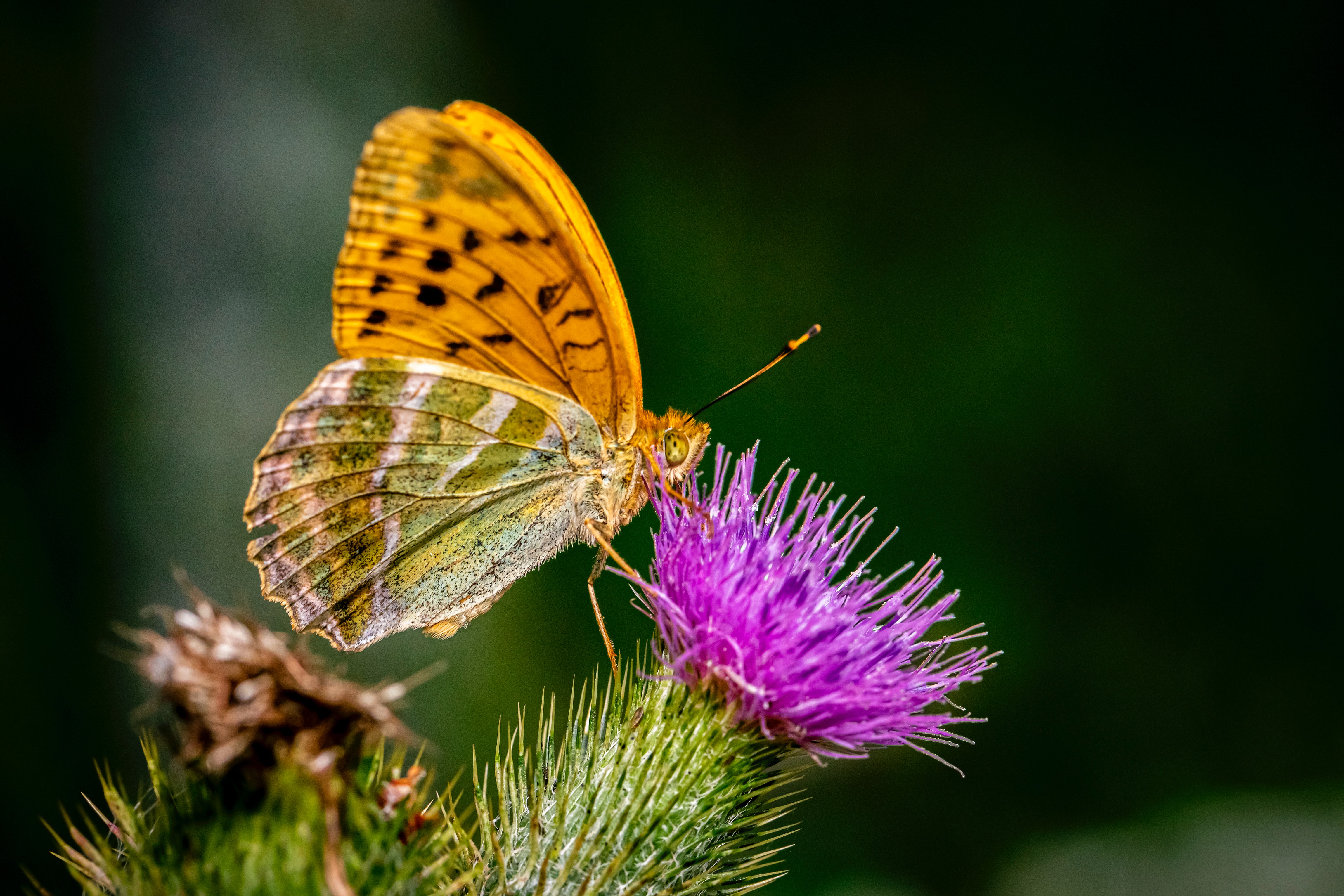 Distel Schmetterling 2